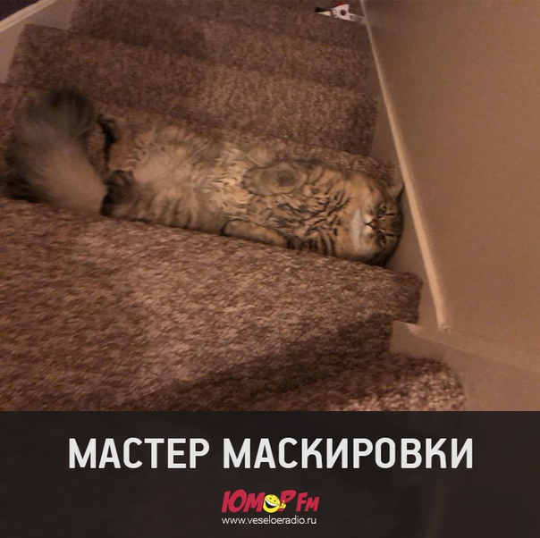 #маскировка #юморфм