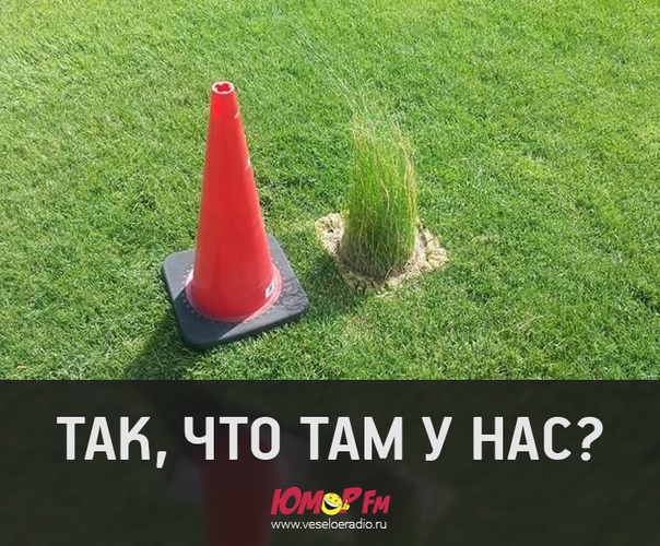 #трава #юморфм