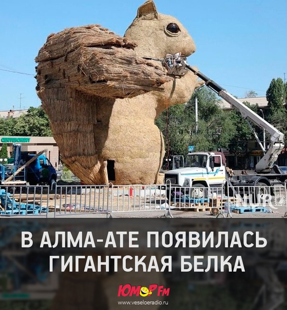 #белка #юморфм