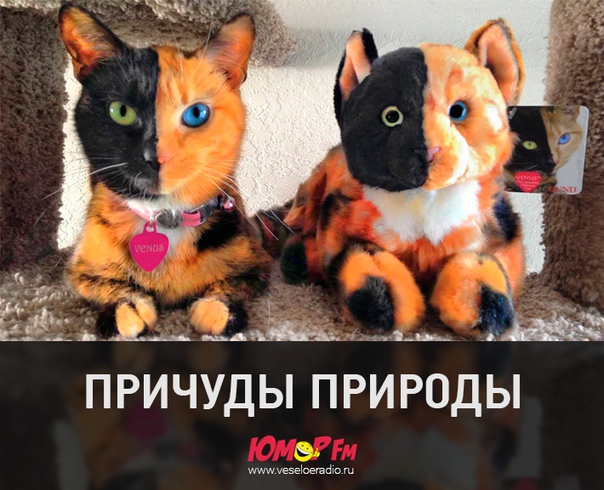 #чудо #юморфм