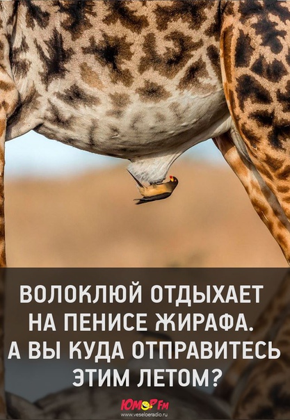 #волоклюй #юморфм