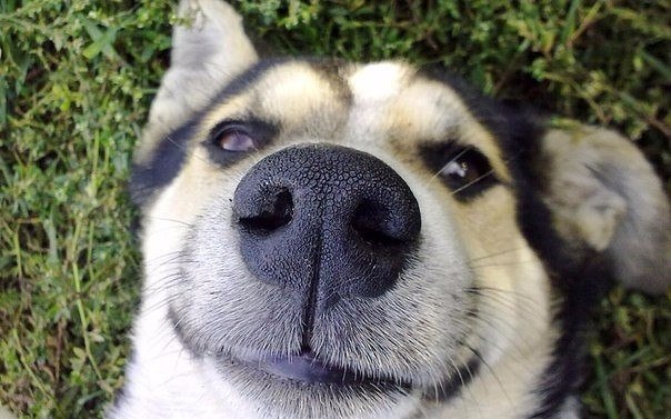 Отпечаток носа каждой собаки уникален.