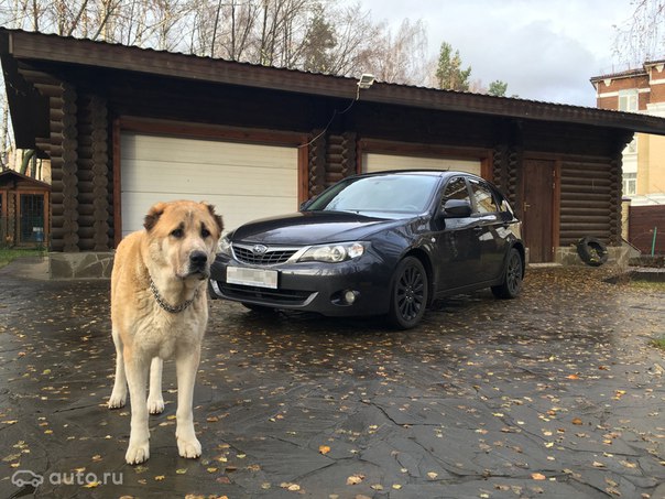 Собакен очень грустит, что хозяйка продает свою машину. Видимо, она ему нравилась. Хотя, кому вообще может не нравиться Subaru Impreza