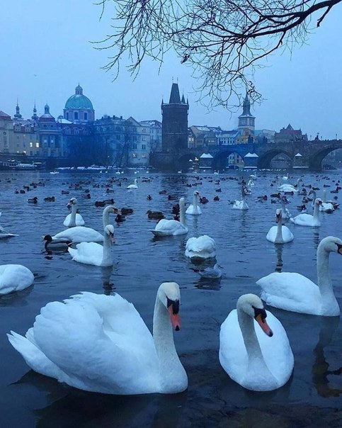 Лебеди на Влтаве, Прага