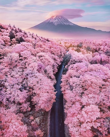 Весна в Японии — это нереально красиво.