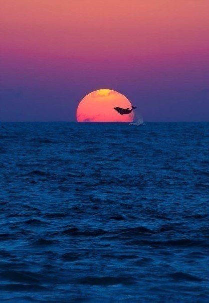 Дельфин на фоне заката