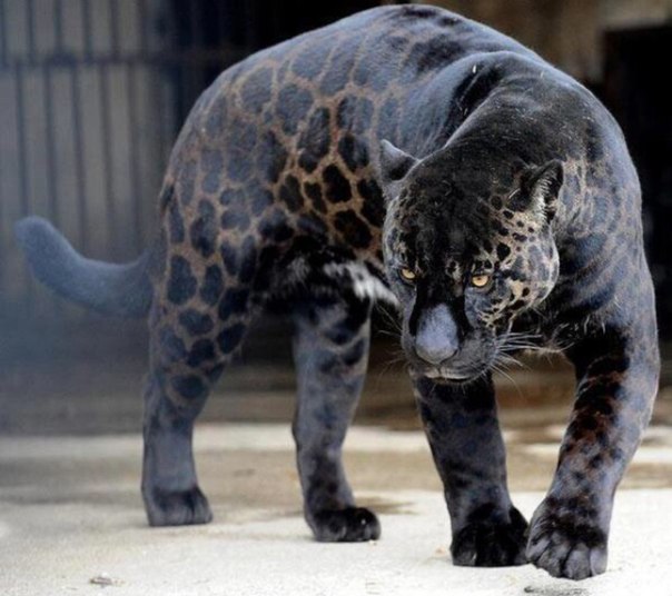 Ягуар с редким окрасом