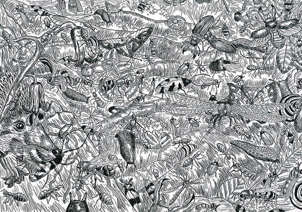 Душан Кртолица (Duan Krtolica) из Сербии — один из самых заметных художников-вундеркиндов нашего времени. При помощи обычной черной ручки мальчик создает анатомически точные и в высшей степени подробные рисунки, на которых изображает животный и растительный мир во всем многообразии.