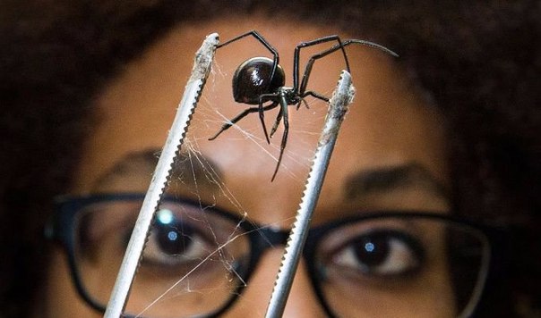 Пауки плетут паутину для армированного бионического шелка