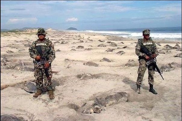 Это — мексиканские военные. Они охраняют черепах, которые откладывают яйца, от браконьеров.