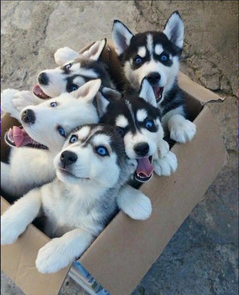 Сколько счастья в одной коробке