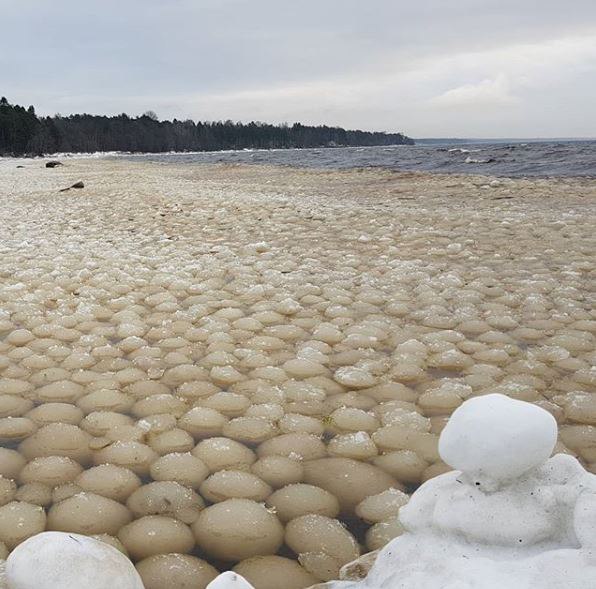 В понедельник утром, жители Петербурга и области заметили на берегу Финского залива интересную картину. Весь берег был покрыт почти идеальными ледяными шариками!