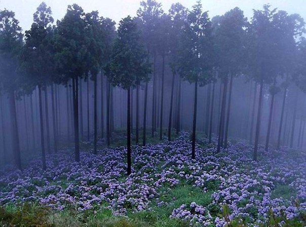 Мистический лес в Японии