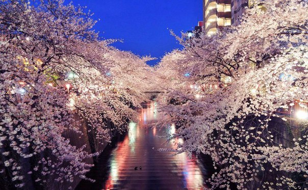 Blooming Sakura, Japan