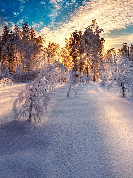 Красота зимнего леса