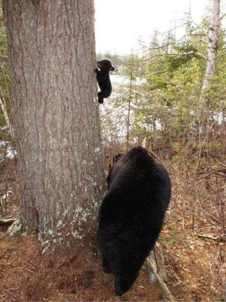 Первый подъем медвежонка на дерево.