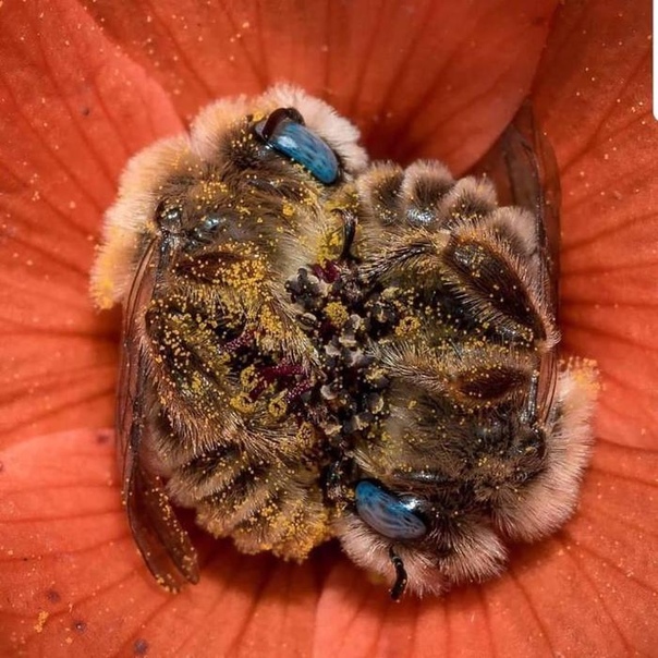 Пара пчел дремлет в цветке. Пчелы спят 5-6 часов в течение дня, и многие пчелы держат лапки друг друга во время сна