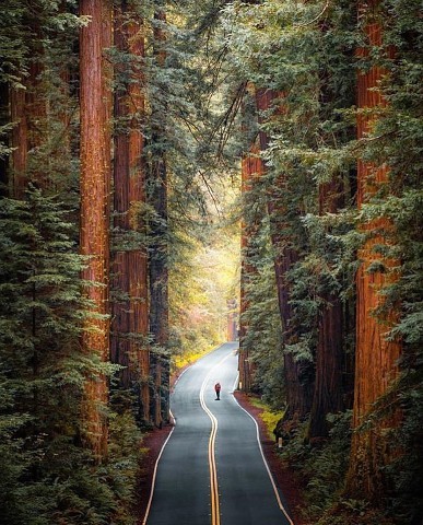 Национальный парк Редвуд, Калифорния, США