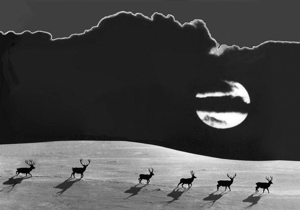 «Лунная ночь». Автор фото: Нужденко Эдуард.