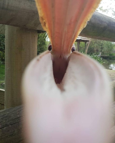 Фото того, как пеликан пытается съесть телефон реддитора