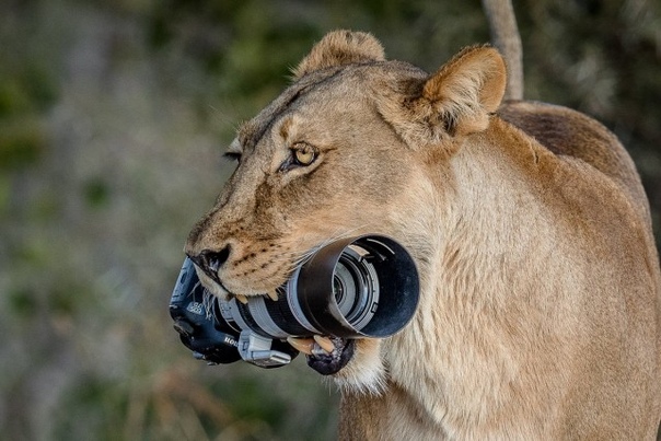 Фотограф дикой природы Барбара Дженсен Форстер снимала львиный прайд в Ботсване, когда случился забавный инцидент – львица утащила её фотоаппарат.