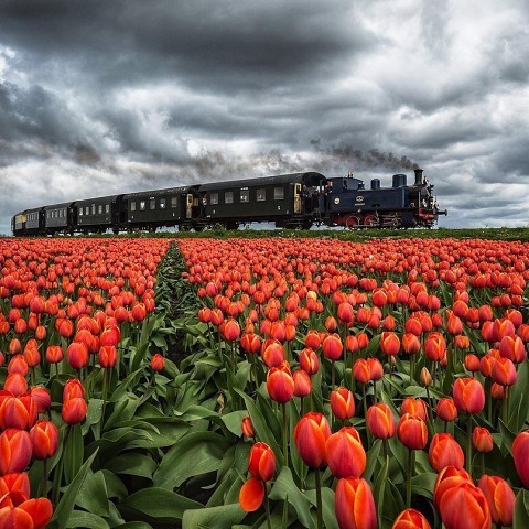 Тюльпановые поля, Голландия