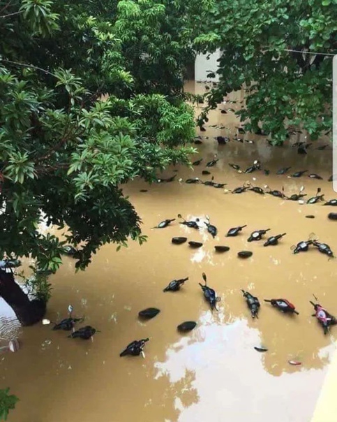 Эта парковка после наводнения выглядит как пруд с утками.